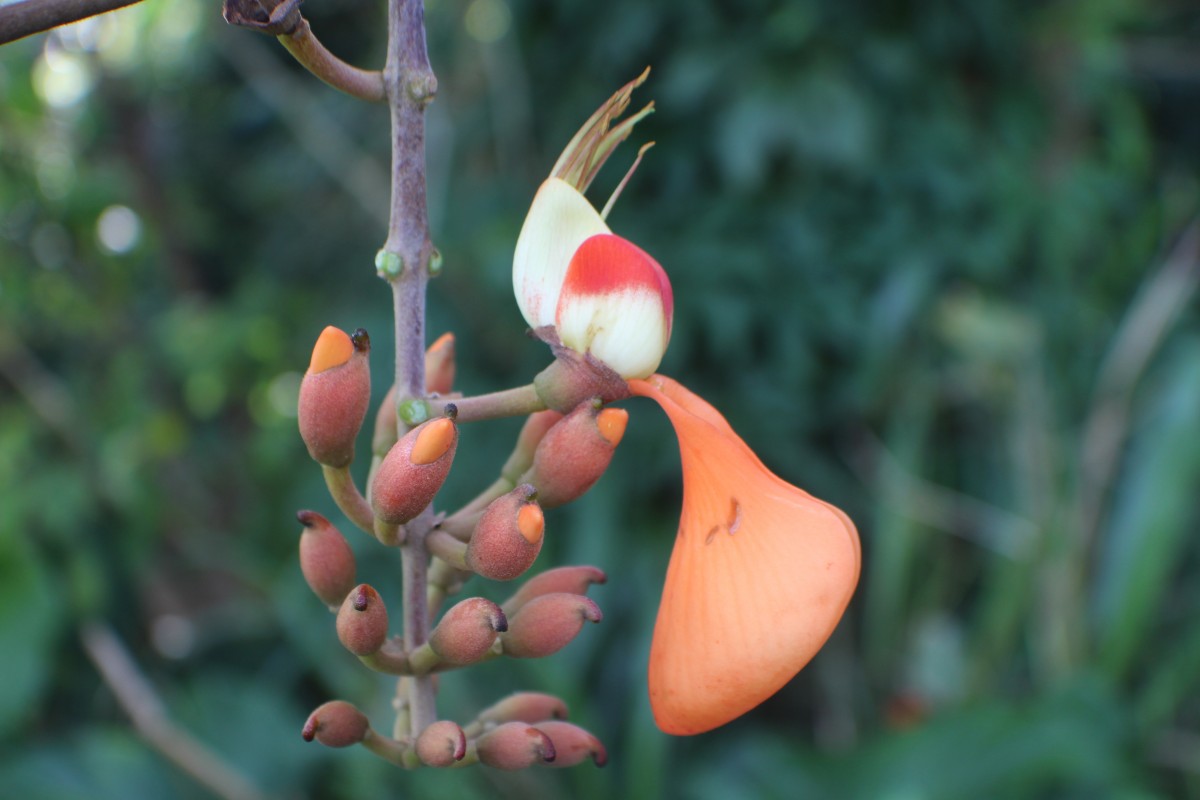 Erythrina fusca Lour.